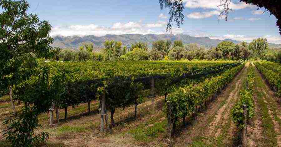 HISTORIA DE VIÑEDOS, VINO Y SINGANI EN BOLIVIA
