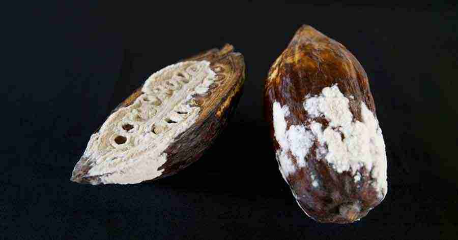 Hongo pone en riesgo producción de cacao en La Paz