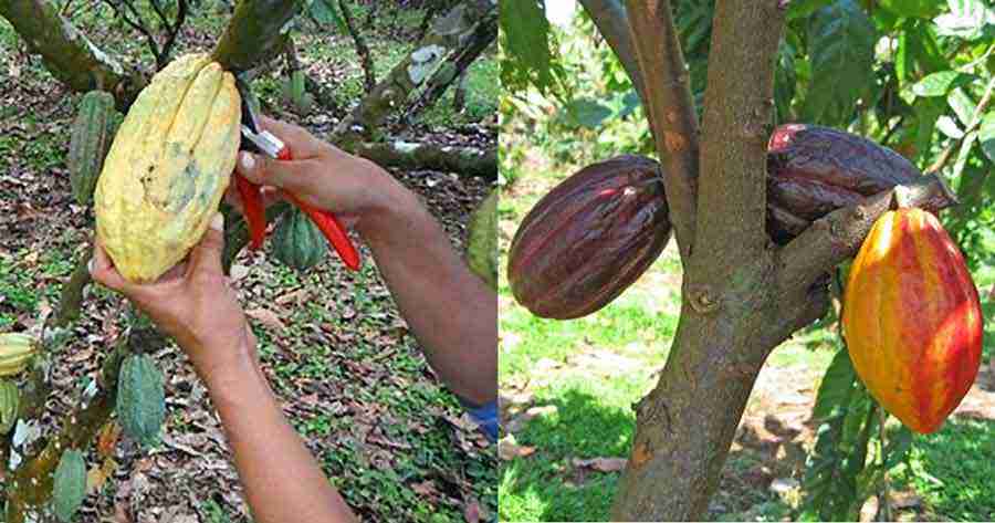 Reportaje: El modelo FELCO 4 y "el árbol que no muere nunca"