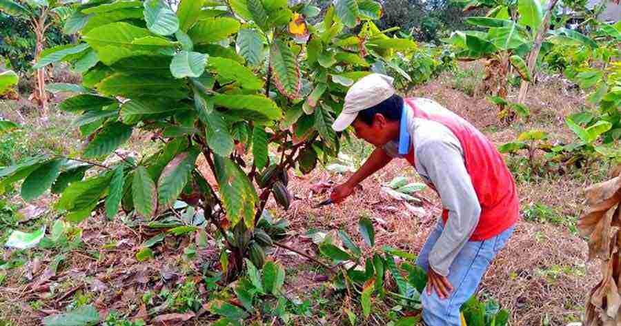 Los cacaoteros ecuatorianos mejoran sus cultivos con una poda