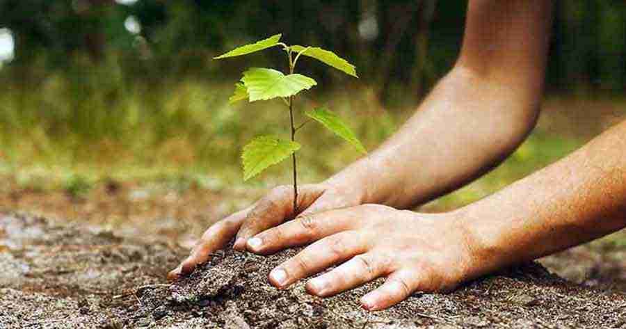 Ecuador: Se premió a los que más saben reforestar