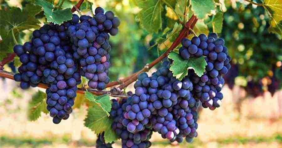 Preocupa la aparición de una toxina peligrosa en las uvas argentinas