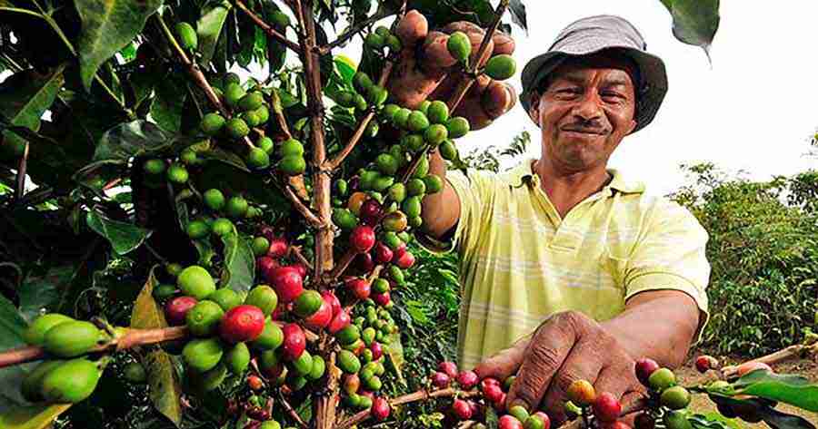 Ecuador - Desarrollan variedad robusta de café hasta 19 veces más productiva