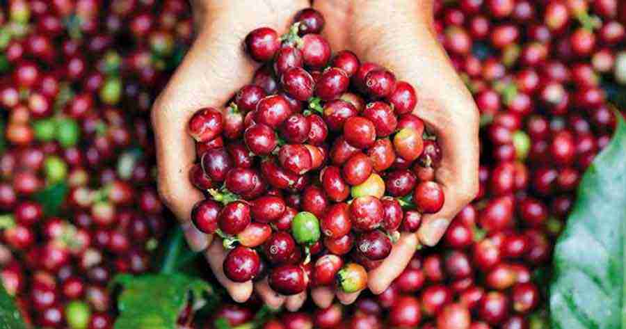 Manejo integral del cultivo de café, la mejor manera de evitar la broca