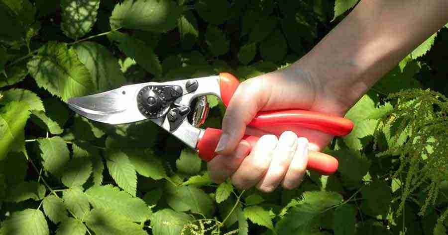 LA PODA DE ARBOLES FRUTALES Y VIÑAS Y POSIBLES CONSECUENCIAS PARA SU SALUD