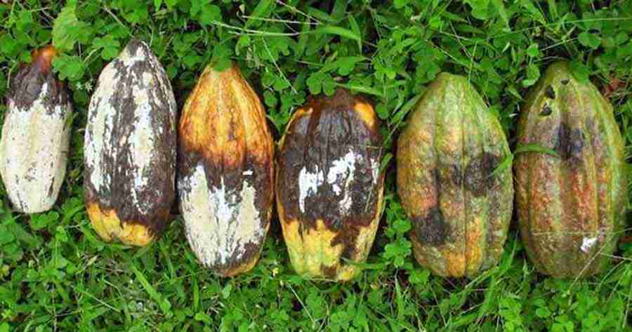 El INIAP dispone de tecnologías para combatir la Moniliasis