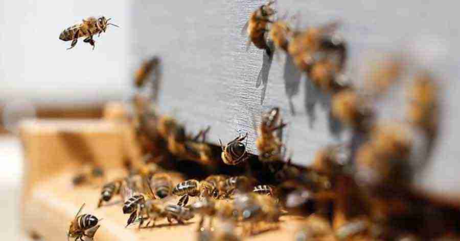 Chile - Mortalidad de colonias de abejas fue analizada con especialistas en la Comisión de Agr