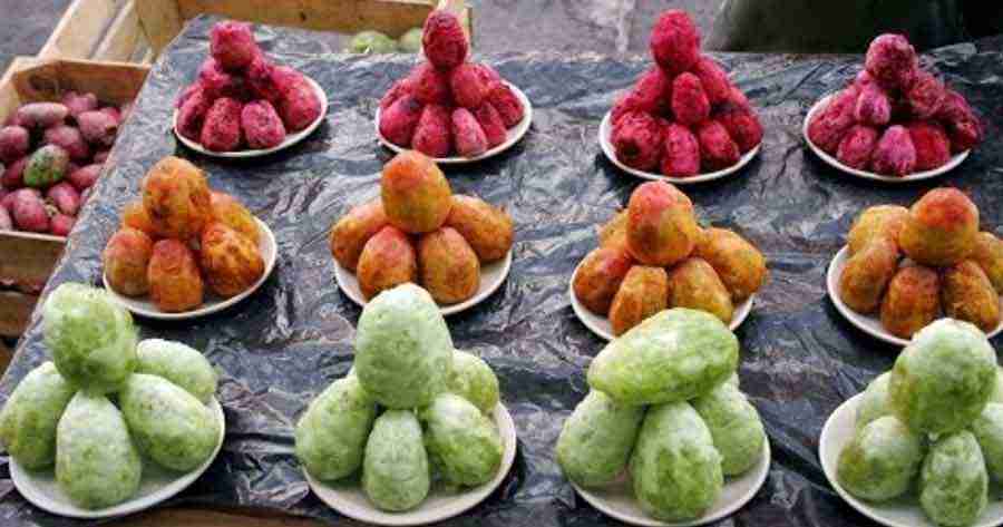 Como cultivar Opuntia (tuna, penca)