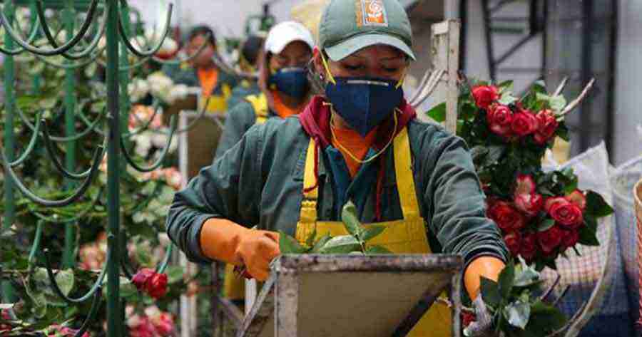 Ecuador: El sector florícola genera 103 mil fuentes de empleo