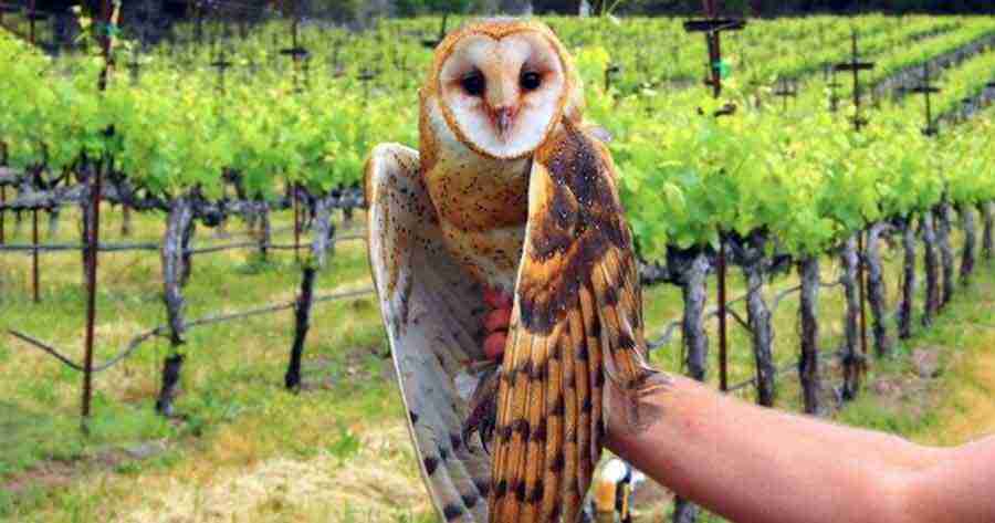 En California buhos y lechuzas controlan las plagas, en lugar de los pesticidas tóxicos