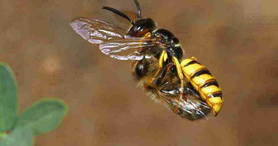 ¿Qué pasaría si desaparecen las abejas?