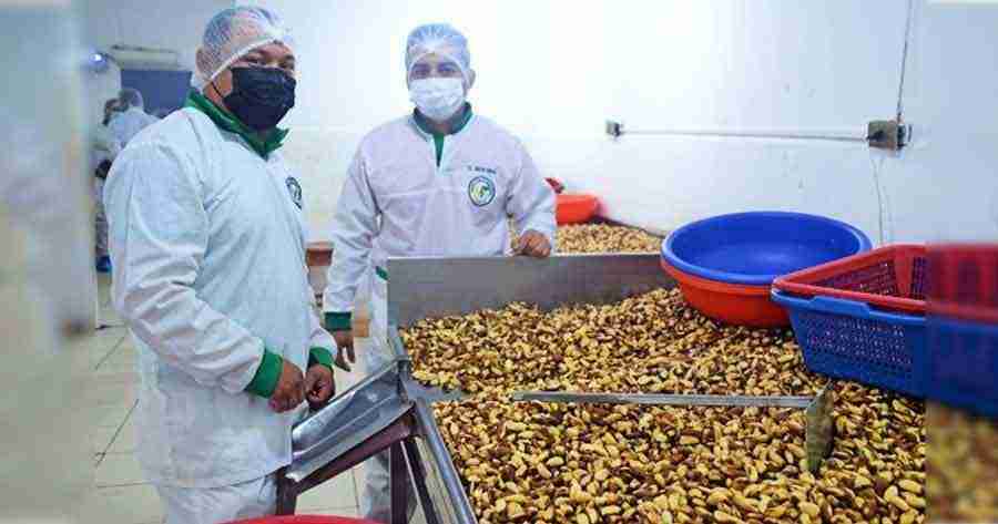 Bolivia: Primer exportador de castaña en el mundo