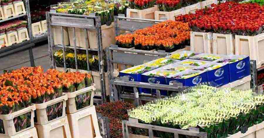 La floricultura colombiana se suma al tren de los biológicos agrícolas