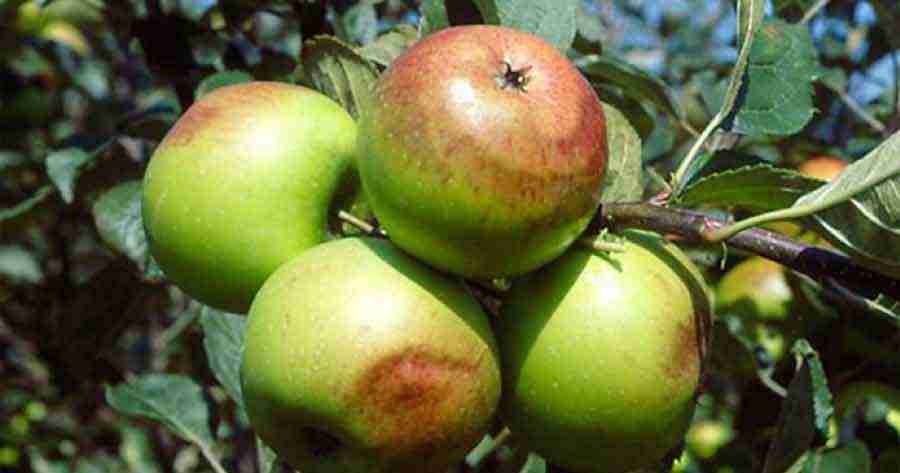 Olas de calor y su efecto en los cultivos, un escenario cada vez más complejo 