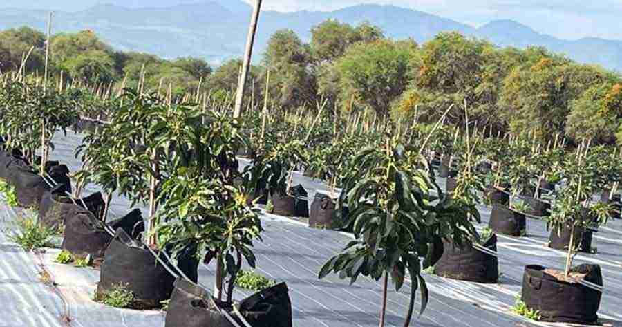 Productores locales interesados en el cultivo de palto en maceta 